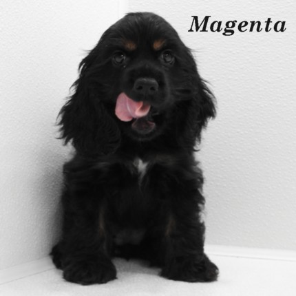 puppy, for, sale, Cocker Spaniel, Joe & Cherri  Overlease, dog, breeder, Miller, MO, dog-breeder, puppy-for-sale, forsale, nearby, find, puppyfind, locator, puppylocator, aca